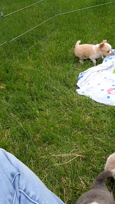 Male B, a male Chihuahua for sale in Spokane, WA – 2 of 8