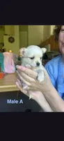 Male A, a male Chihuahua for sale in Spokane, WA – 3 of 7