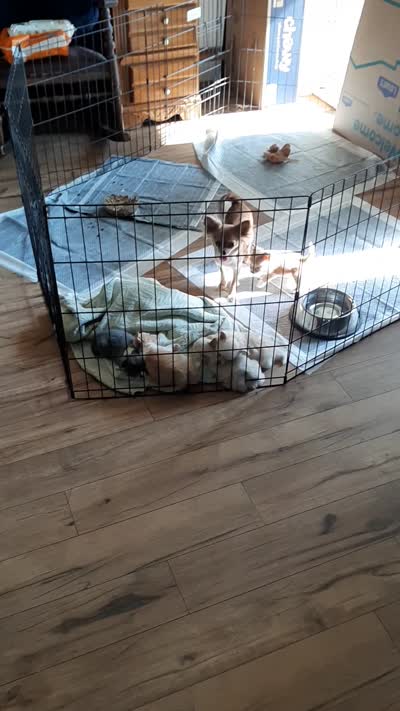 Female B, a female Chihuahua for sale in Spokane, WA – 7 of 7