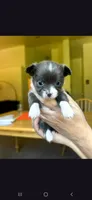 Female C, a female Chihuahua for sale in Spokane, WA – 2 of 9