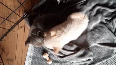 Male A, a male Chihuahua for sale in Spokane, WA – 4 of 10