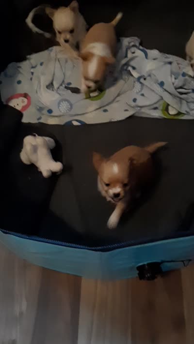 Female C, a female Chihuahua for sale in Spokane, WA – 3 of 9