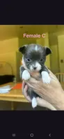 Female C, a female Chihuahua for sale in Spokane, WA – 4 of 9