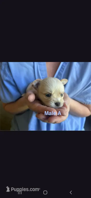 Male A – Chihuahua puppy for sale in Spokane, WA