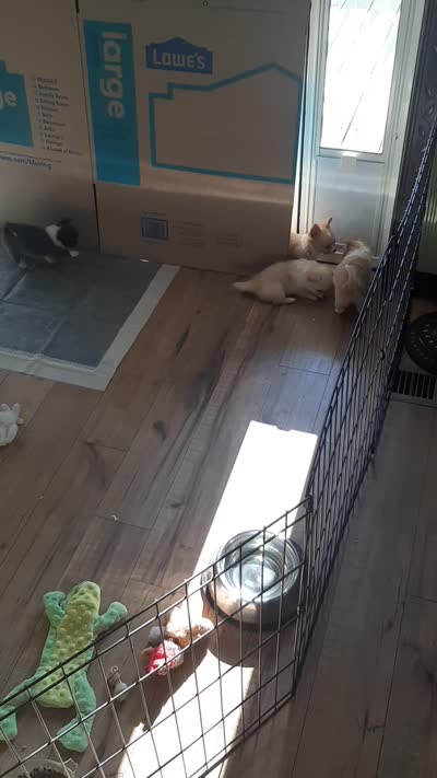 Female C, a female Chihuahua for sale in Spokane, WA – 10 of 10