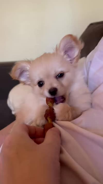 Male A, a male Chihuahua for sale in Spokane, WA – 9 of 10