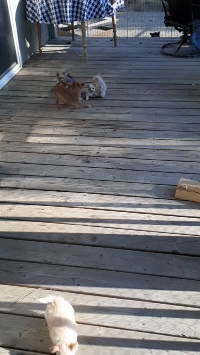 Female A, a female Chihuahua for sale in Spokane, WA – 6 of 8