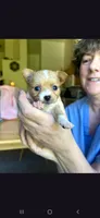 Female A, a female Chihuahua for sale in Spokane, WA – 2 of 7