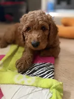 Nugget- Nugs- Blue Boy, a male Goldendoodle and Miniature Goldendoodle for sale in Hastings, MI – 8 of 8