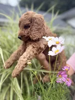 Strawberry - PINK GIRL, a female Goldendoodle and Miniature Goldendoodle for sale in Hastings, MI – 4 of 5