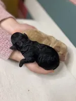 BABY BOY, a male Miniature Goldendoodle for sale in Hastings, MI – Photo 7 of 9