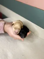 BABY BOY, a male Miniature Goldendoodle for sale in Hastings, MI – Photo 9 of 9