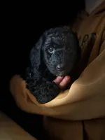 BABY BOY, a male Miniature Goldendoodle for sale in Hastings, MI – Photo 2 of 9