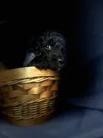 BABY BOY, a male Miniature Goldendoodle for sale in Hastings, MI – Photo 5 of 9