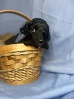 BABY BOY, a male Miniature Goldendoodle for sale in Hastings, MI – Photo 6 of 9