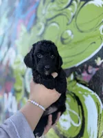 BABY BOY, a male Miniature Goldendoodle for sale in Hastings, MI – Photo 1 of 9