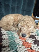 Blueberry- Cream Girl, a female Goldendoodle and Miniature Goldendoodle for sale in Hastings, MI – 4 of 4