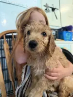 PUFF- Cream Puff, a male Goldendoodle and Miniature Goldendoodle for sale in Hastings, MI – 4 of 4