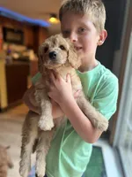 PUFF- Cream Puff, a male Goldendoodle and Miniature Goldendoodle for sale in Hastings, MI – 2 of 4