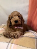Strawberry - PINK GIRL, a female Goldendoodle and Miniature Goldendoodle for sale in Hastings, MI – 2 of 5