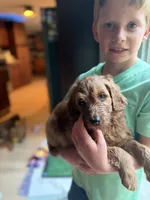 Scotti Biscotti-Red Boy, a male Goldendoodle and Miniature Goldendoodle for sale in Hastings, MI – 5 of 5