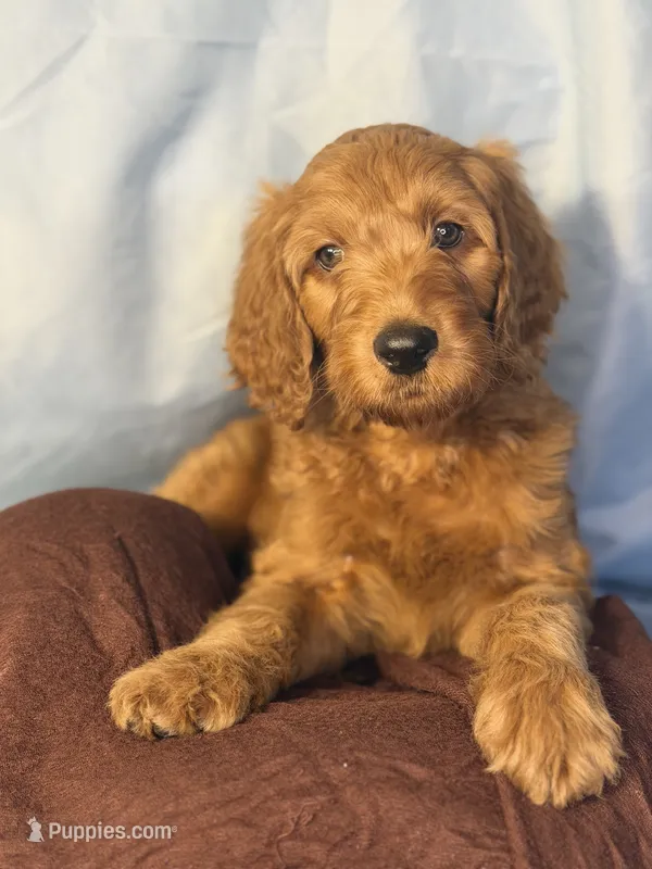Scotti Biscotti-Red Boy – Goldendoodle, Miniature Goldendoodle puppy for sale in Hastings, MI