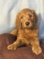 Scotti Biscotti-Red Boy, a male Goldendoodle and Miniature Goldendoodle for sale in Hastings, MI – 1 of 5