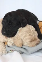 COAL, a male Miniature Goldendoodle for sale in Hastings, MI – Photo 6 of 10