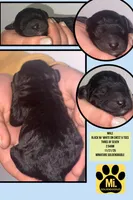 COAL, a male Miniature Goldendoodle for sale in Hastings, MI – Photo 9 of 10