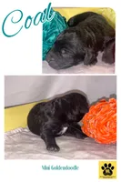 COAL, a male Miniature Goldendoodle for sale in Hastings, MI – Photo 7 of 10