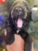 COAL, a male Miniature Goldendoodle for sale in Hastings, MI – Photo 8 of 10