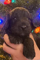 COAL, a male Miniature Goldendoodle for sale in Hastings, MI – Photo 5 of 10