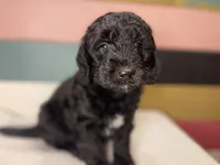 COAL, a male Miniature Goldendoodle for sale in Hastings, MI – Photo 2 of 10