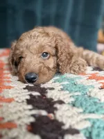 Strawberry - PINK GIRL, a female Goldendoodle and Miniature Goldendoodle for sale in Hastings, MI – 5 of 5