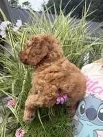Blueberry- Cream Girl, a female Goldendoodle and Miniature Goldendoodle for sale in Hastings, MI – 3 of 4