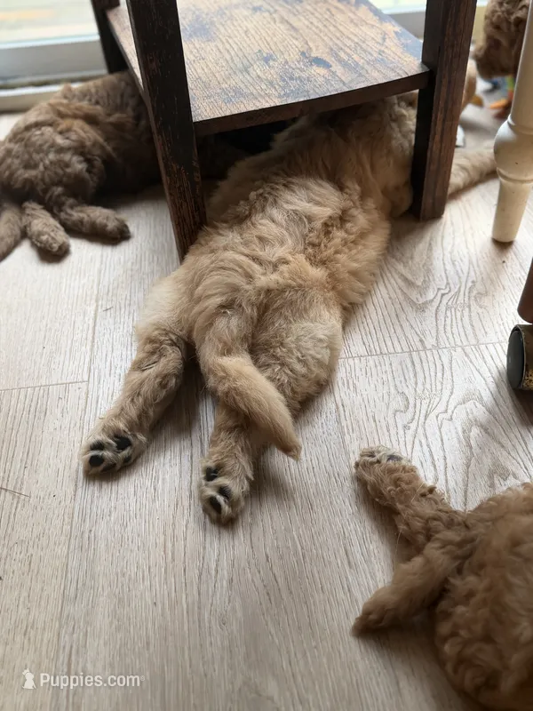 PUFF- Cream Puff – Goldendoodle, Miniature Goldendoodle puppy for sale in Hastings, MI