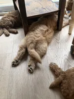 PUFF- Cream Puff, a male Goldendoodle and Miniature Goldendoodle for sale in Hastings, MI – 1 of 4