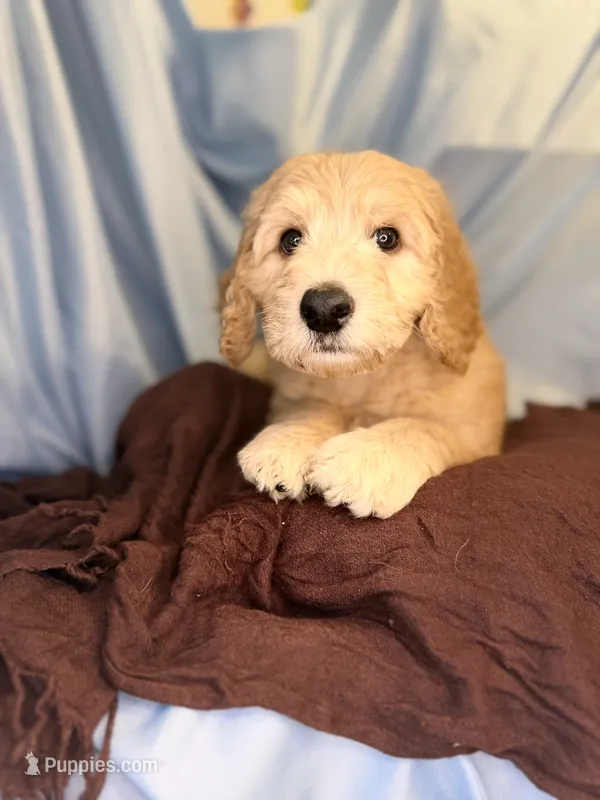 PUFF- Cream Puff – Goldendoodle, Miniature Goldendoodle puppy for sale in Hastings, MI