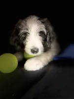 HERMIE, a male Goldendoodle for sale in Hastings, MI – Photo 6 of 10