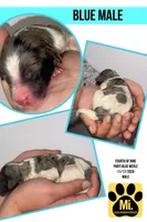 HERMIE, a male Goldendoodle for sale in Hastings, MI – Photo 10 of 10