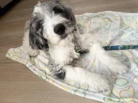 HERMIE, a male Goldendoodle for sale in Hastings, MI – Photo 5 of 10