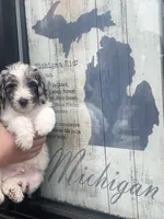 HERMIE, a male Goldendoodle for sale in Hastings, MI – Photo 8 of 10