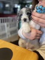 HERMIE, a male Goldendoodle for sale in Hastings, MI – Photo 7 of 10