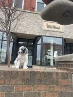 HERMIE, a male Goldendoodle for sale in Hastings, MI – Photo 4 of 10