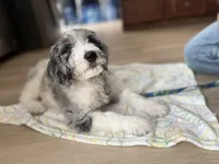 HERMIE, a male Goldendoodle for sale in Hastings, MI – Photo 2 of 10