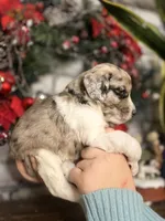 ELF, a male Goldendoodle for sale in Hastings, MI – Photo 10 of 10