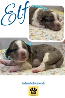 ELF, a male Goldendoodle for sale in Hastings, MI – Photo 7 of 10