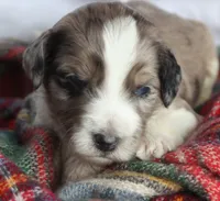 ELF, a male Goldendoodle for sale in Hastings, MI – Photo 4 of 10