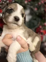 ELF, a male Goldendoodle for sale in Hastings, MI – Photo 9 of 10