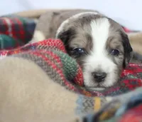 ELF, a male Goldendoodle for sale in Hastings, MI – Photo 2 of 10